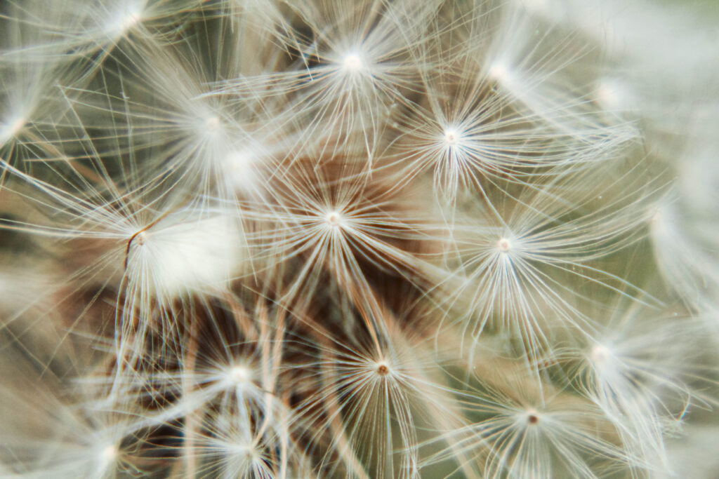 Nature photography, photo of dandelion by Whitney L. Wagner